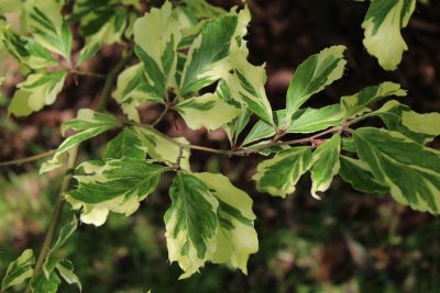 Fagus sylvatica 'Albovariegata' - buk lesní - jarní listy